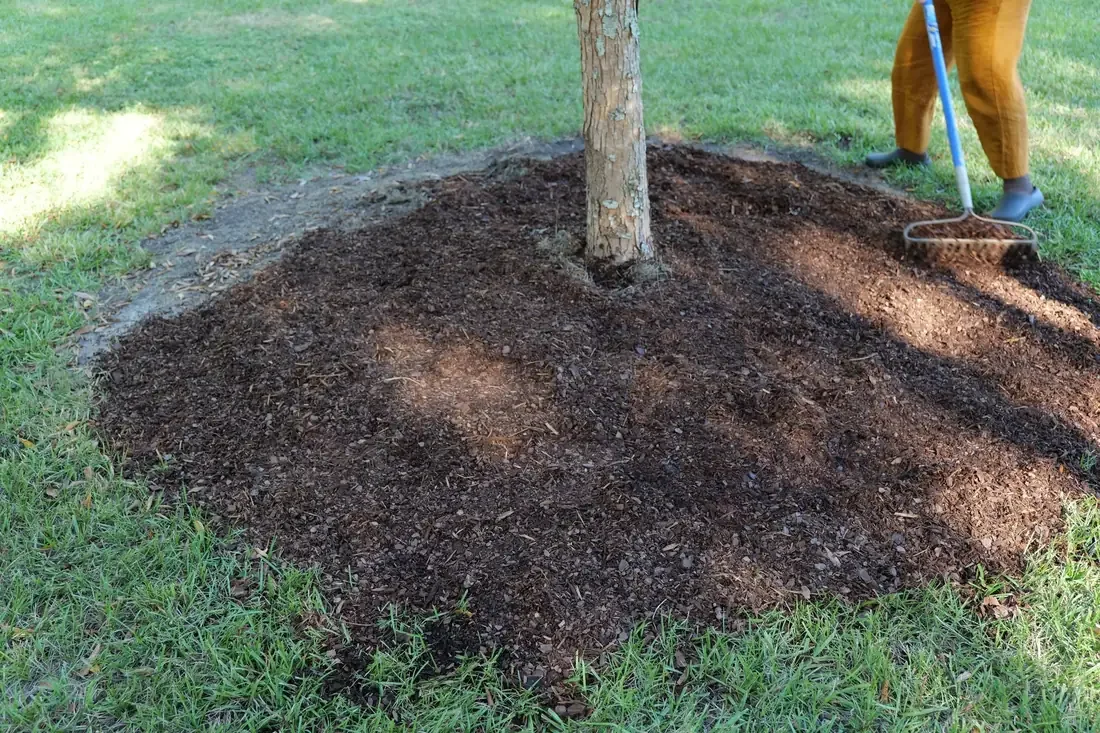 Person raking dark mulch in a wide ring around the base of a tree on a grassy lawn
