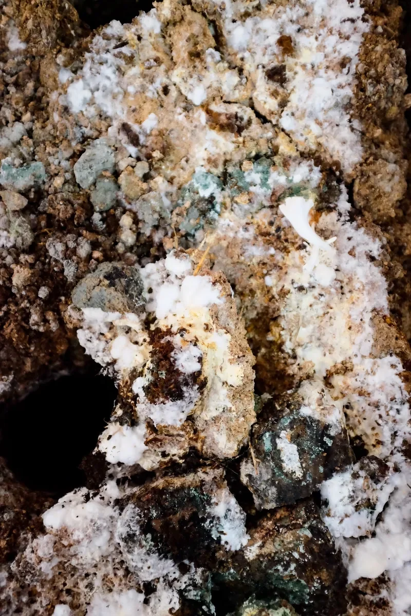 Close-up of dark substrate covered in fluffy white mycelium with patches of green and orange fungi