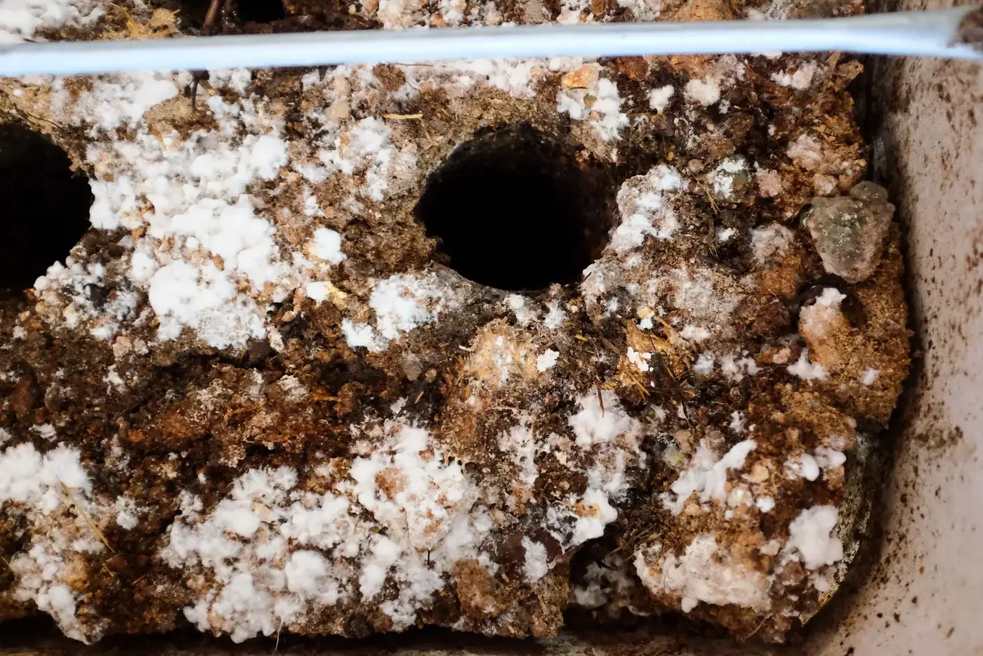 Extreme close-up of fine, dark, granular composted material with light reflecting off its surface