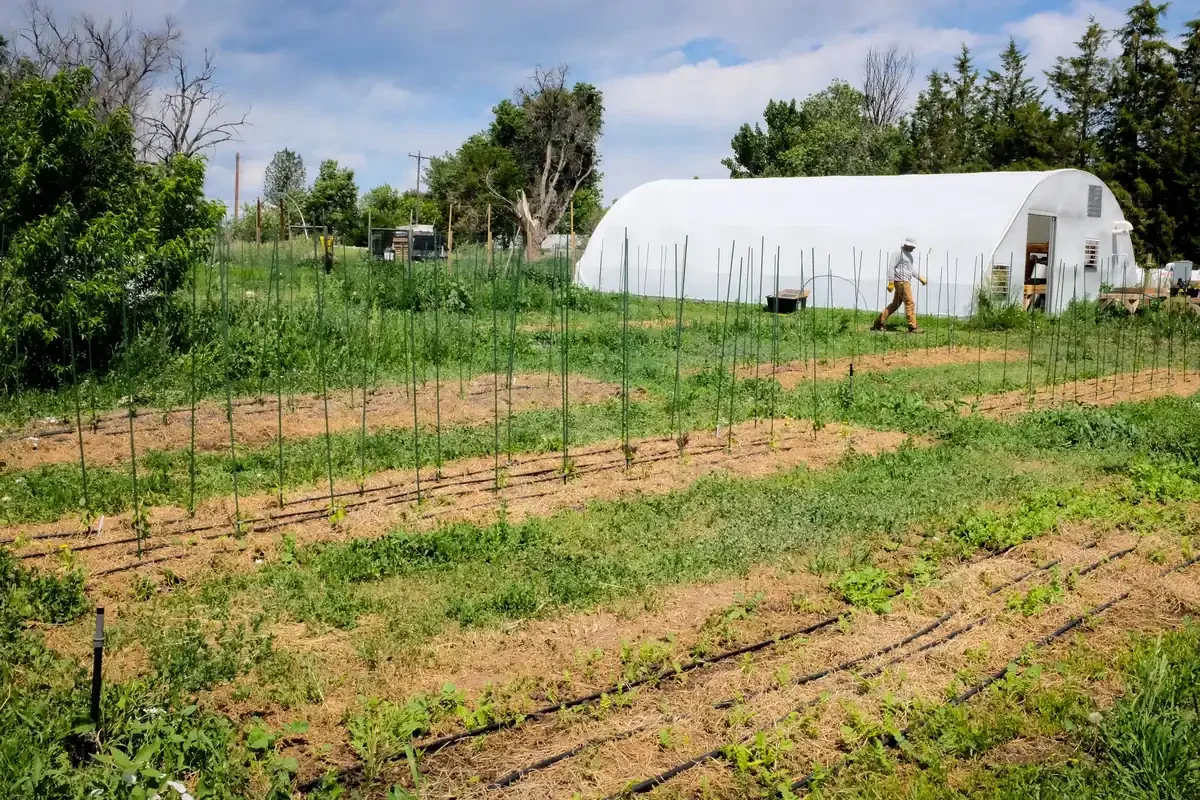 Commercial farm with a white hoop greenhouse beside fenced crop rows with vertical stakes and drip lines, a farmer walking near the greenhouse