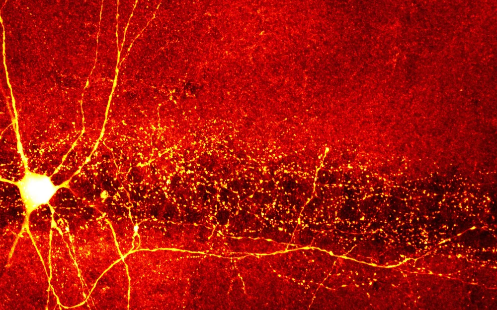 Positions Available CHAMBERLAND LAB Positions available chamberland lab