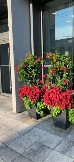 Flower pots with pink and red petunias outside a building near glass windows.