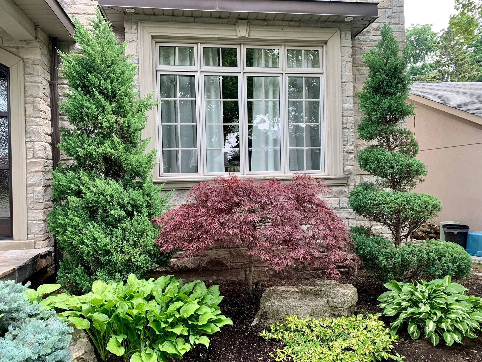Front garden with trees, red maple in front, and hostas, small shrubbery, and rocks.