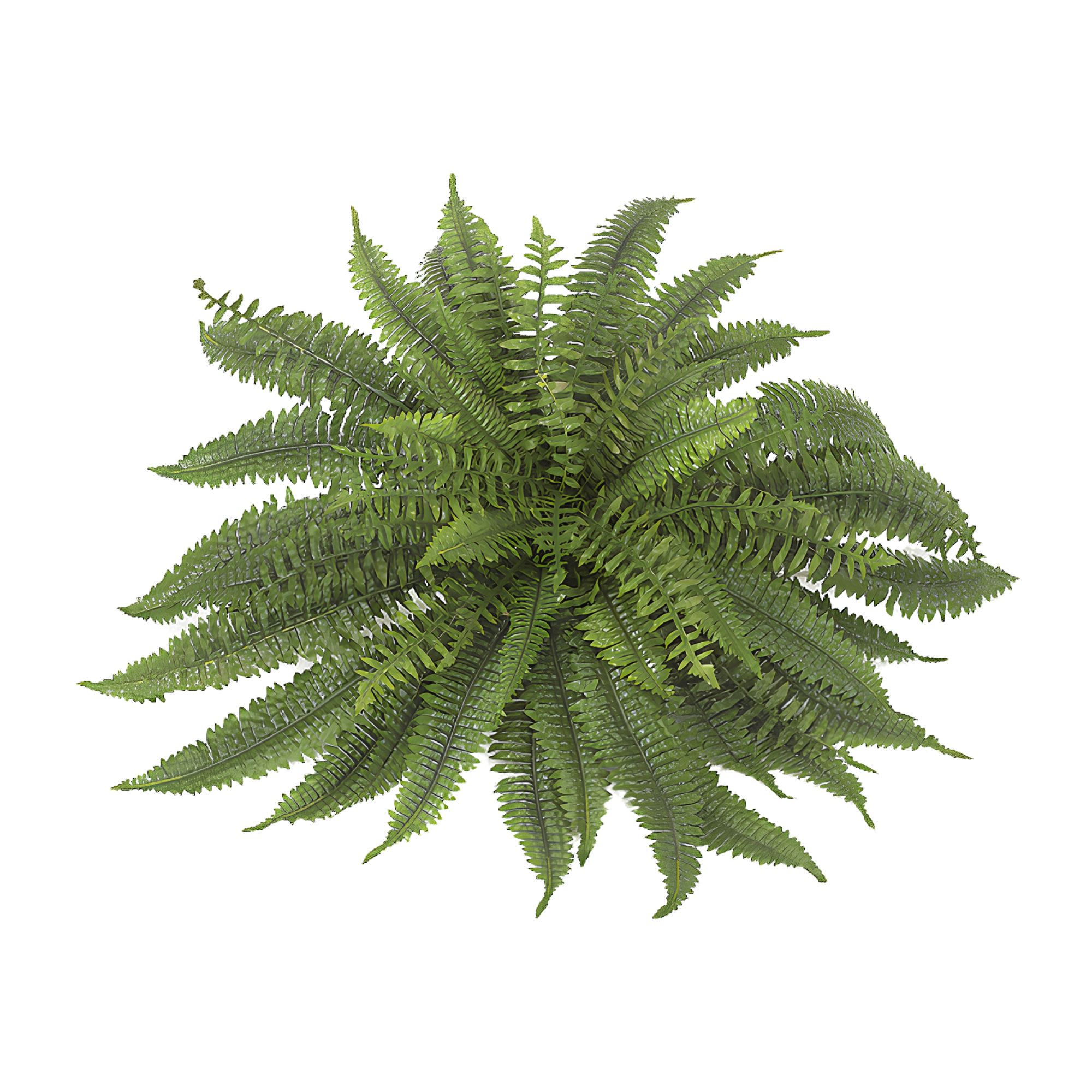 A lush green fern plant with multiple fronds spreading outward against a white background.