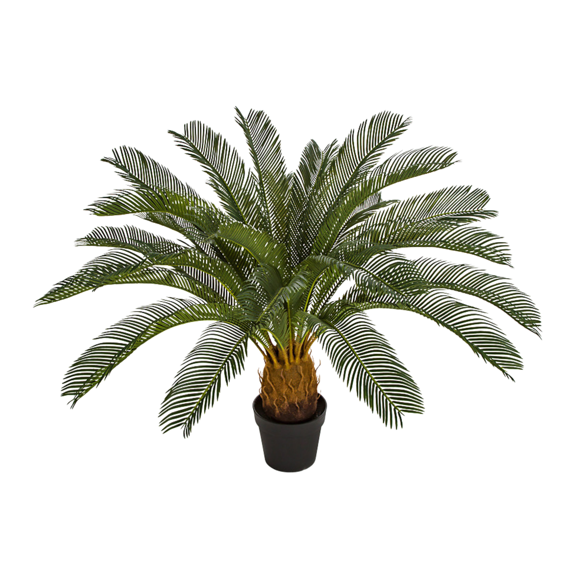 A potted palm plant with long, green, feather-like fronds against a white background.