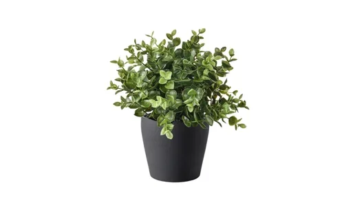 A potted green leafy plant in a black container