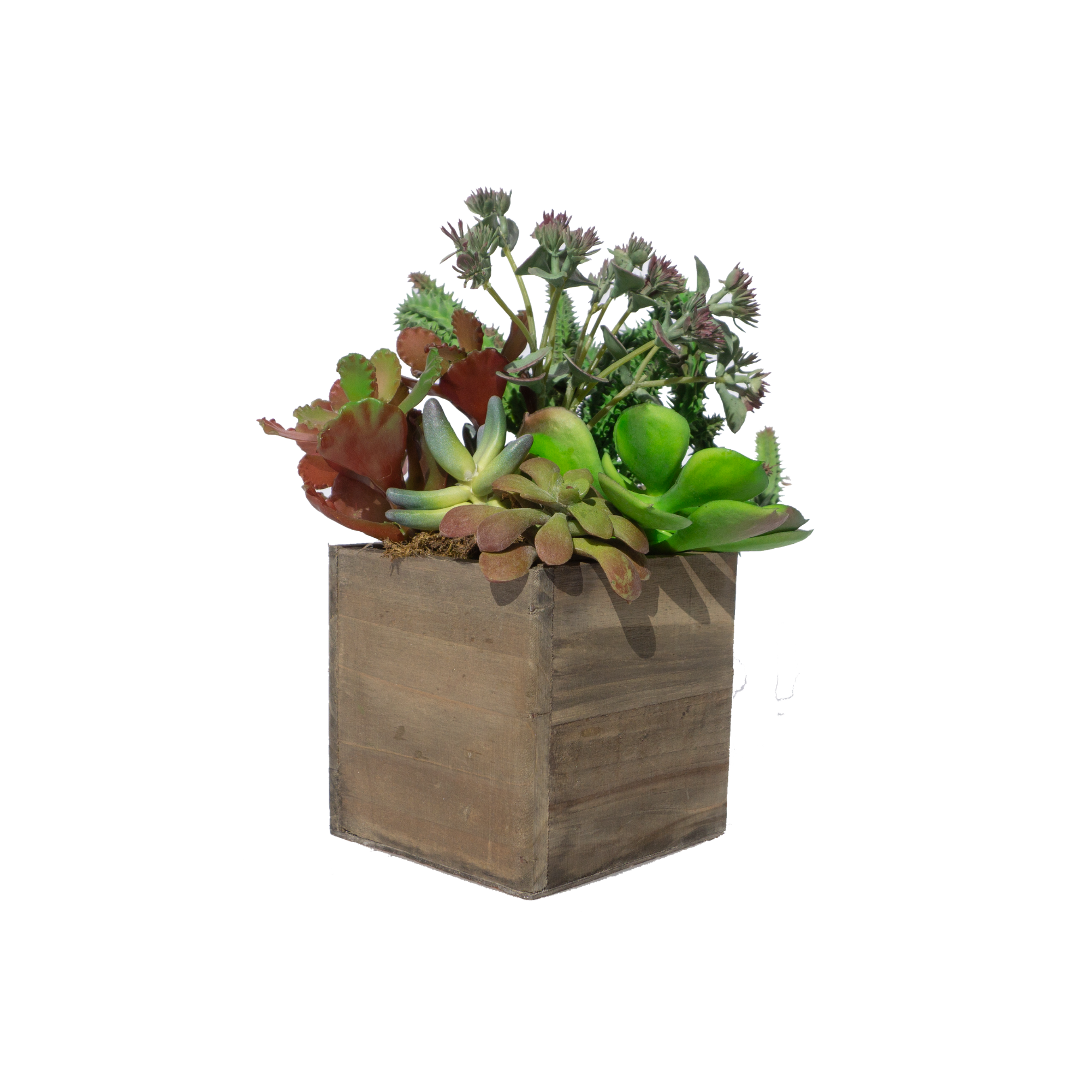 Arrangement of various succulents in a wooden planter box.