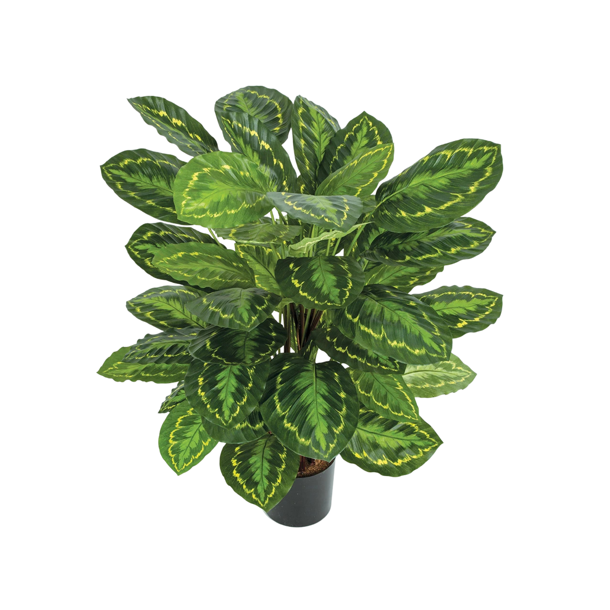 A green potted houseplant with variegated leaves featuring green and yellow patterns.