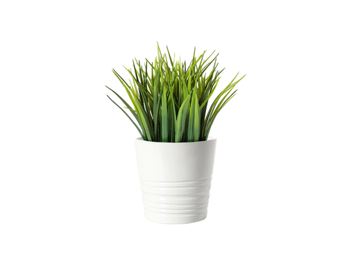 Green indoor plant in a white pot on a white background.