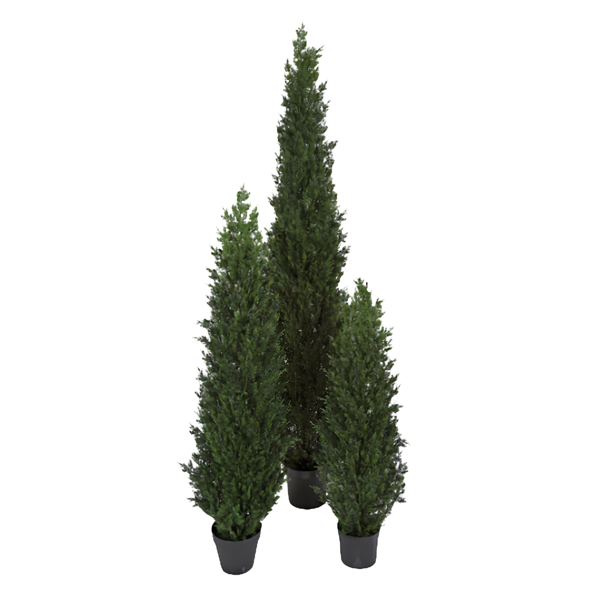 Three potted evergreen trees displayed for sale.