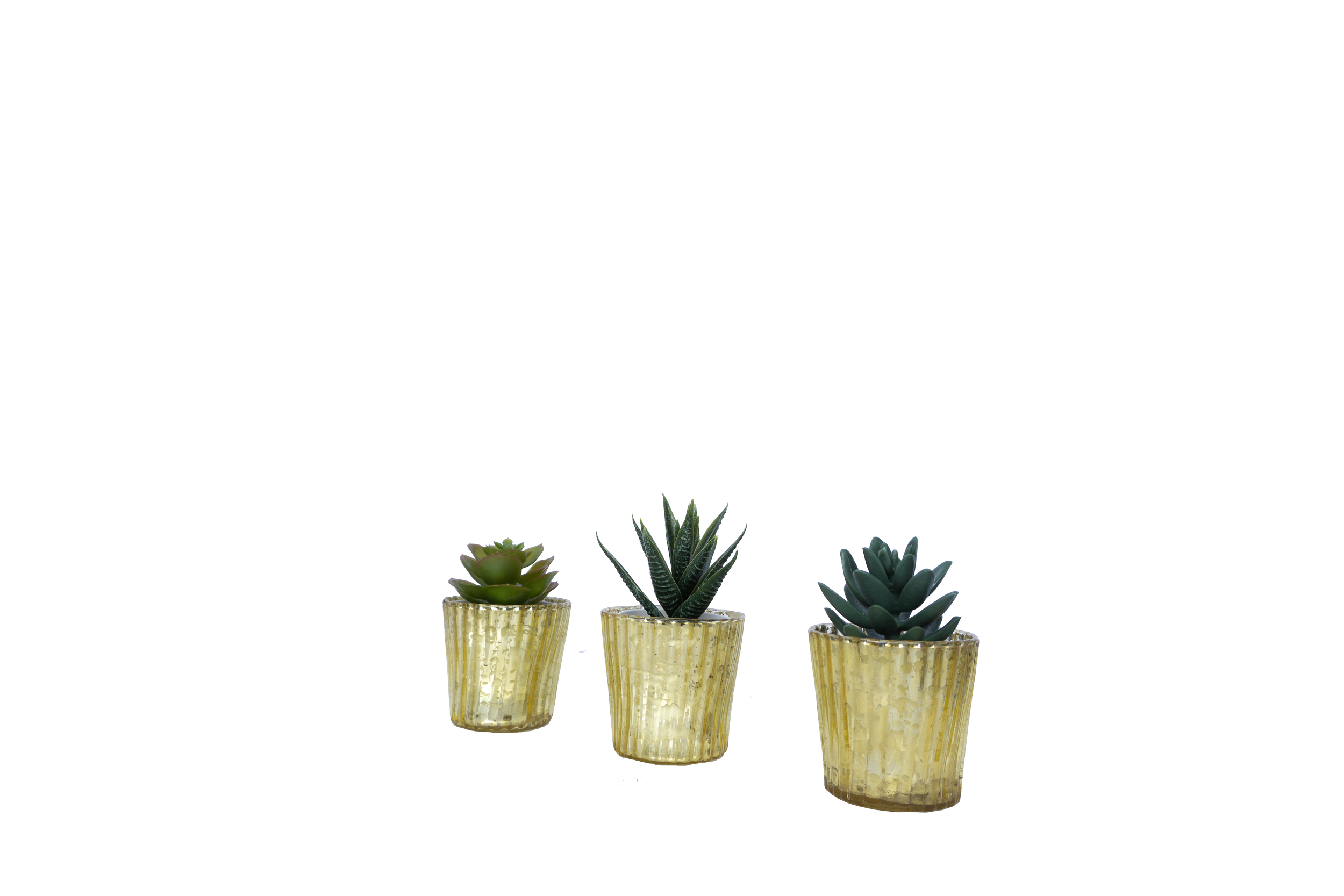 Three potted succulent plants in yellow, ribbed ceramic pots on a white background.
