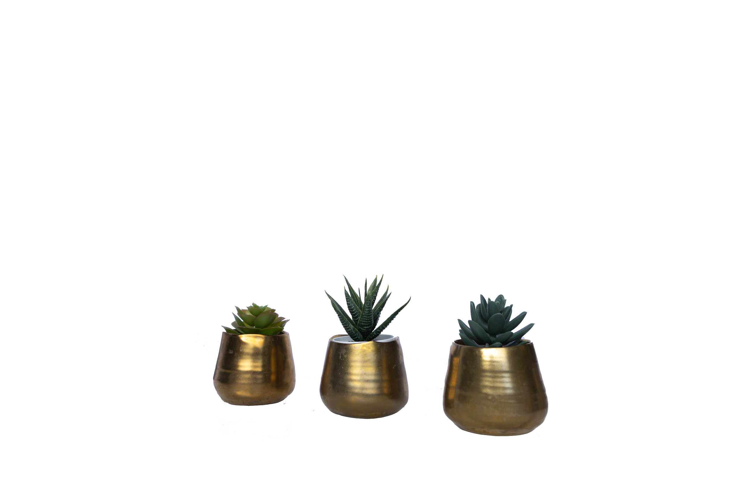 Three potted succulents in gold pots on a white surface.