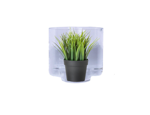 Small potted grass plant inside a glass container.