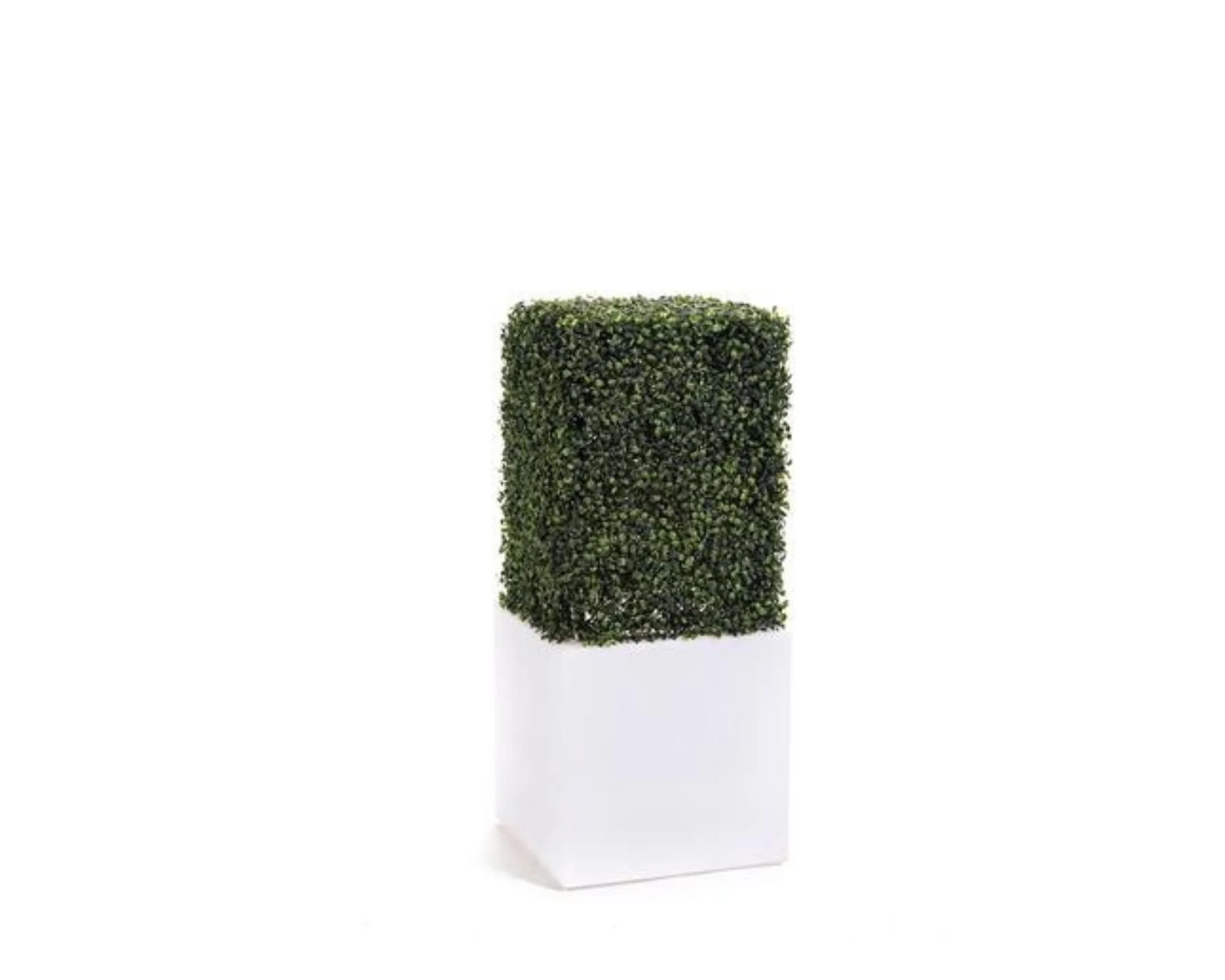 A potted plant with a bushy, green, leafy top in a white rectangular planter.