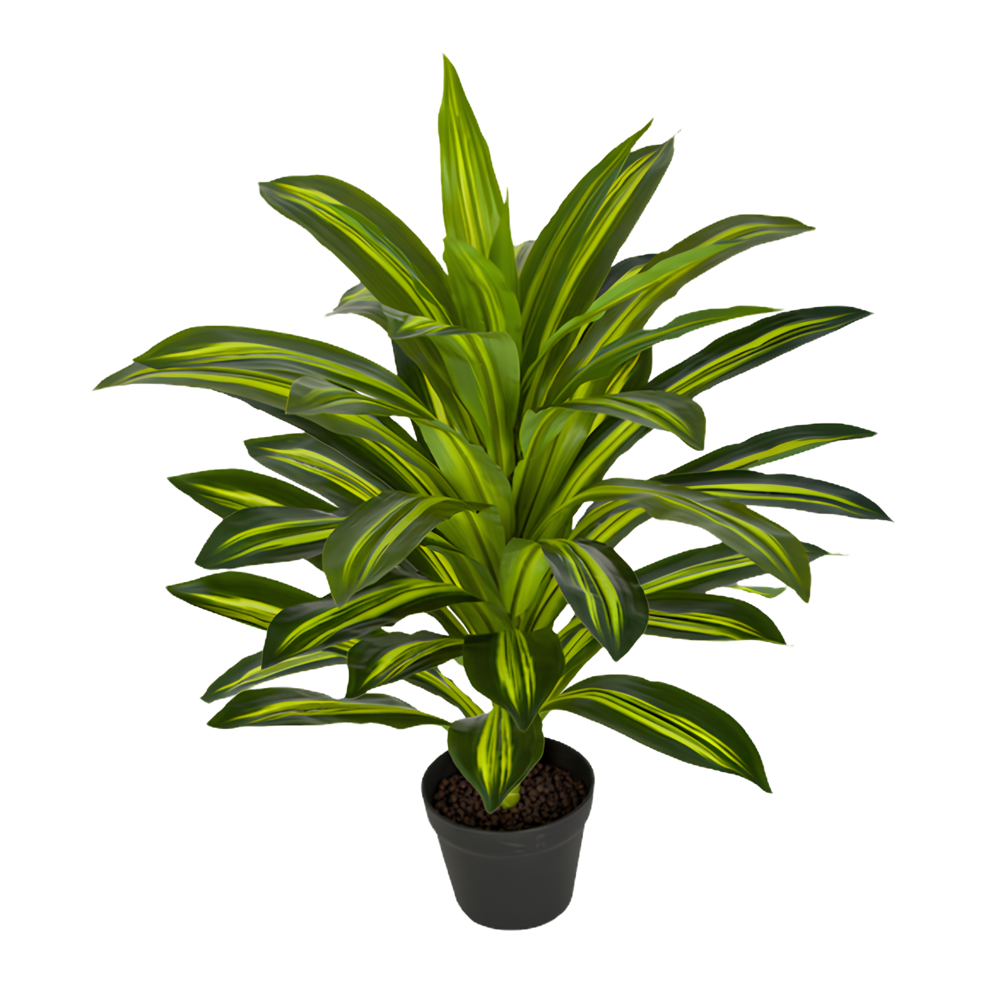 A potted plant with long green leaves that have yellow streaks, placed against a plain white background.