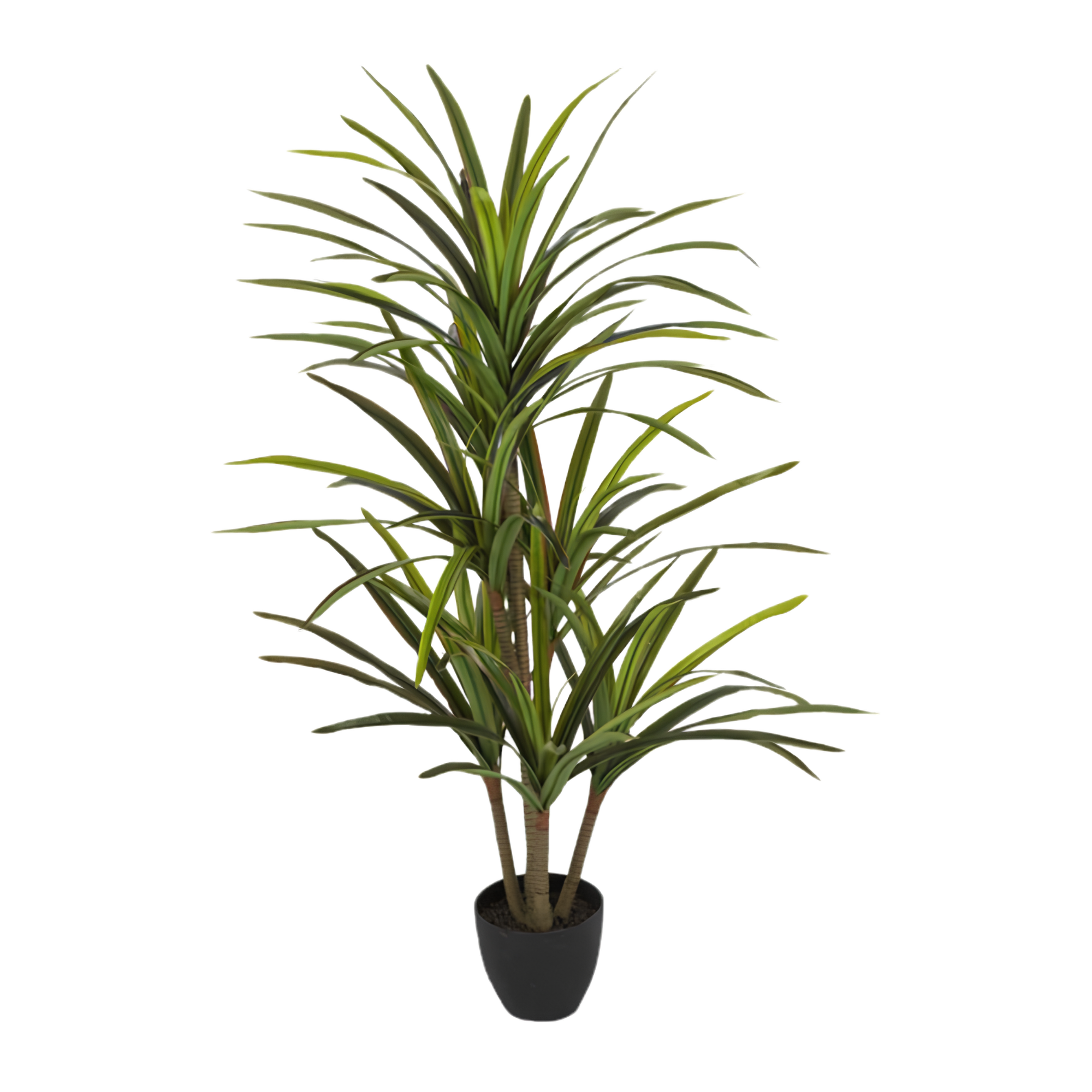 A tall potted houseplant with long, narrow green leaves in a black pot.