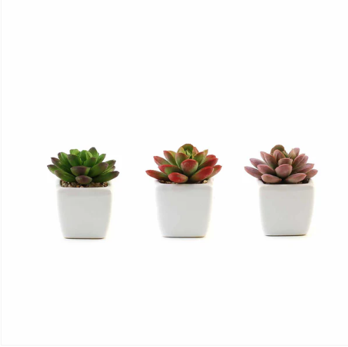 Three potted succulents with green, red, and purple leaves on a white background.