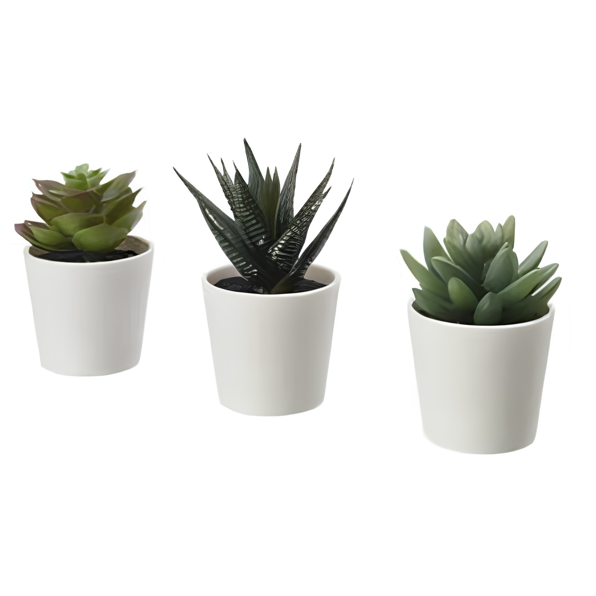 Three potted succulents with various leaf shapes and colors photographed against a white background.