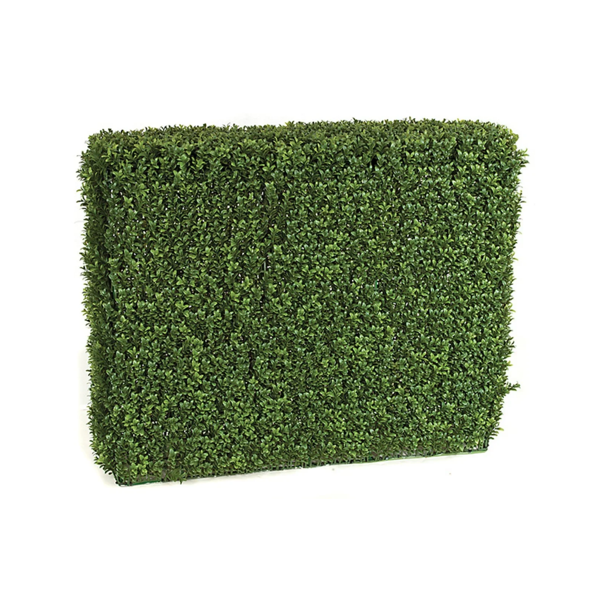 A rectangular topiary hedge with dense green foliage against a white background.