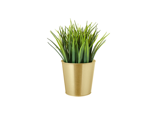 A potted green plant with long, spiky leaves in a gold-colored pot.
