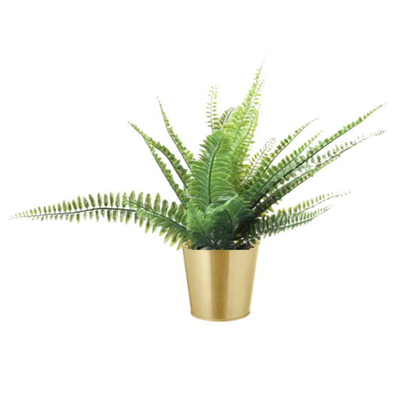 A potted plant with long, green, fern-like leaves in a gold-colored metallic pot.