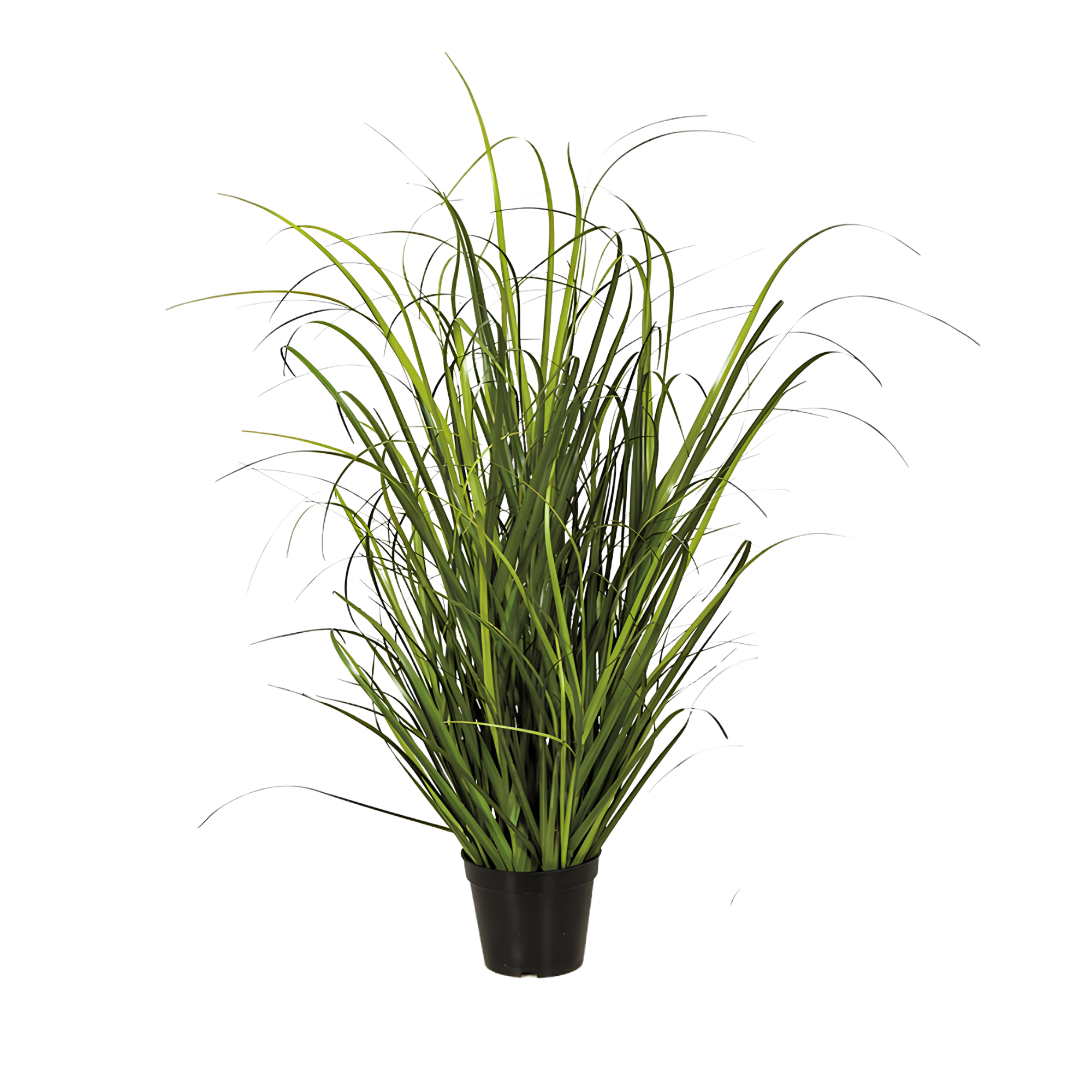 Potted green houseplant with long slender leaves, isolated on a white background.