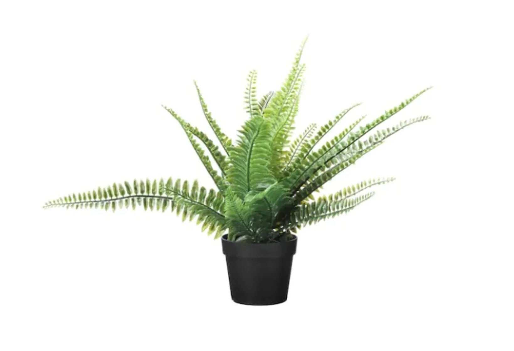 A potted lush green fern plant with multiple fronds in a black pot against a white background.
