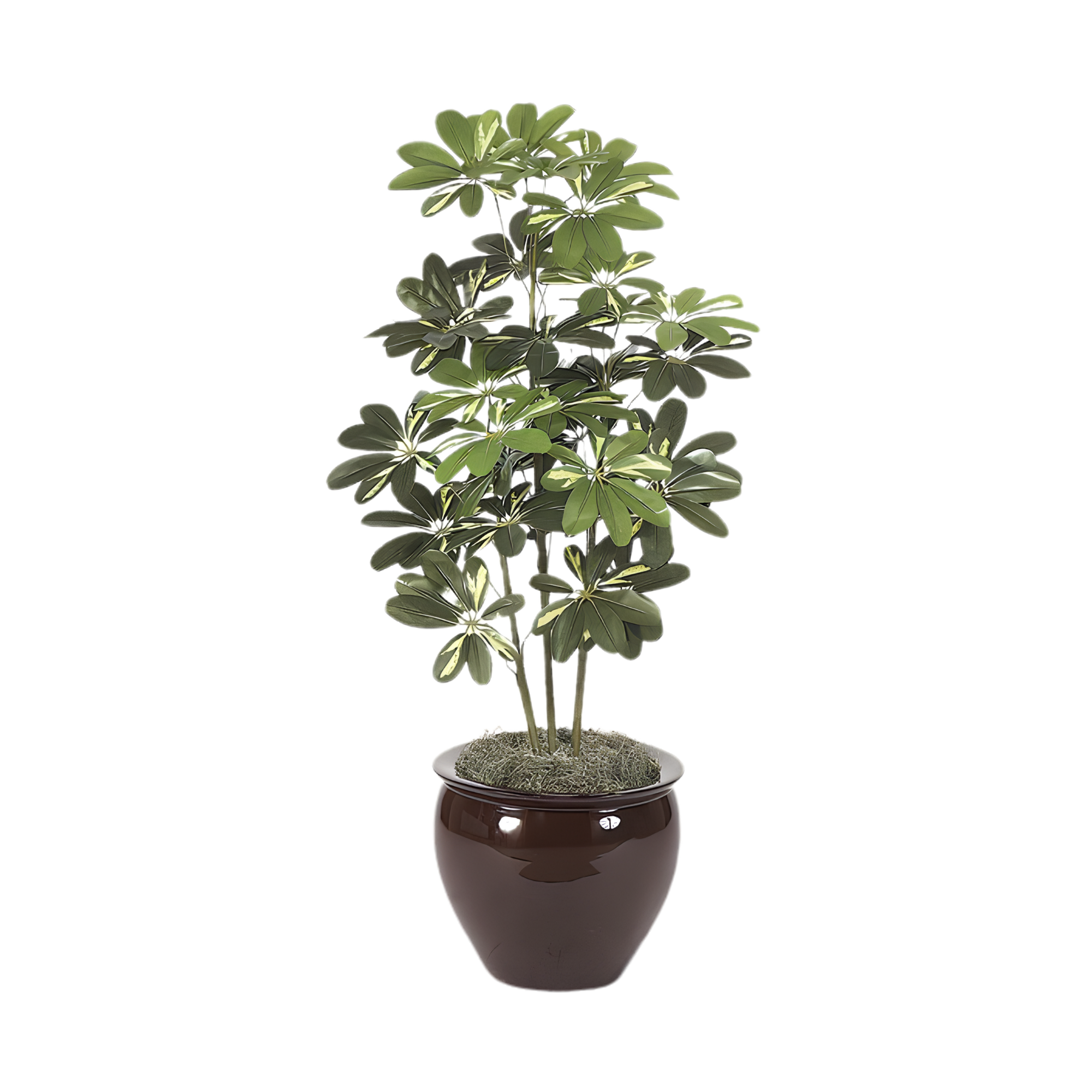 Indoor scene with a potted Schefflera plant on a white background.