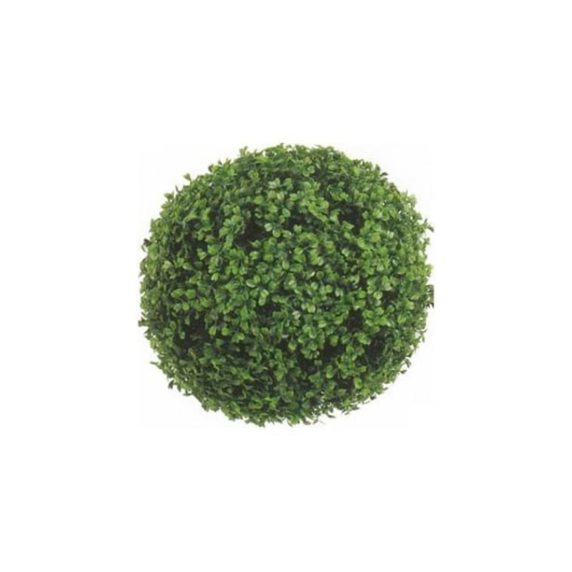 A top view of a green, round, well-trimmed shrub with dense foliage on a white background.