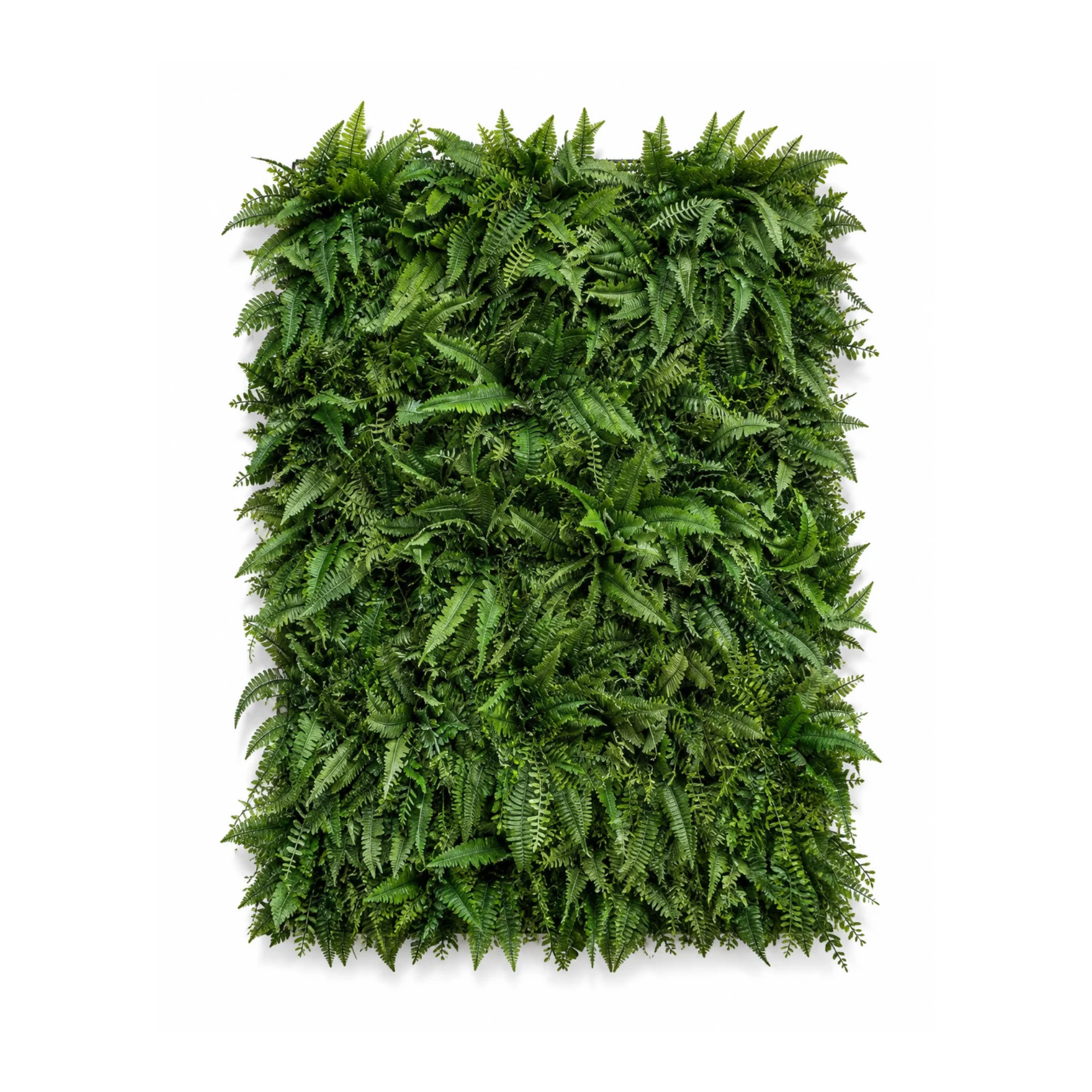 A lush green fern wall with overlapping fronds, creating a dense and vibrant vertical garden.