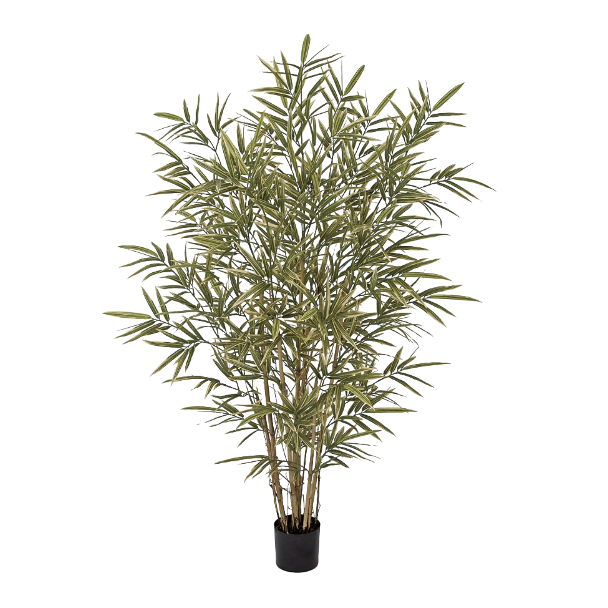 A potted potted spider plant with long, arching, variegated green and yellow leaves, standing against a plain white background.