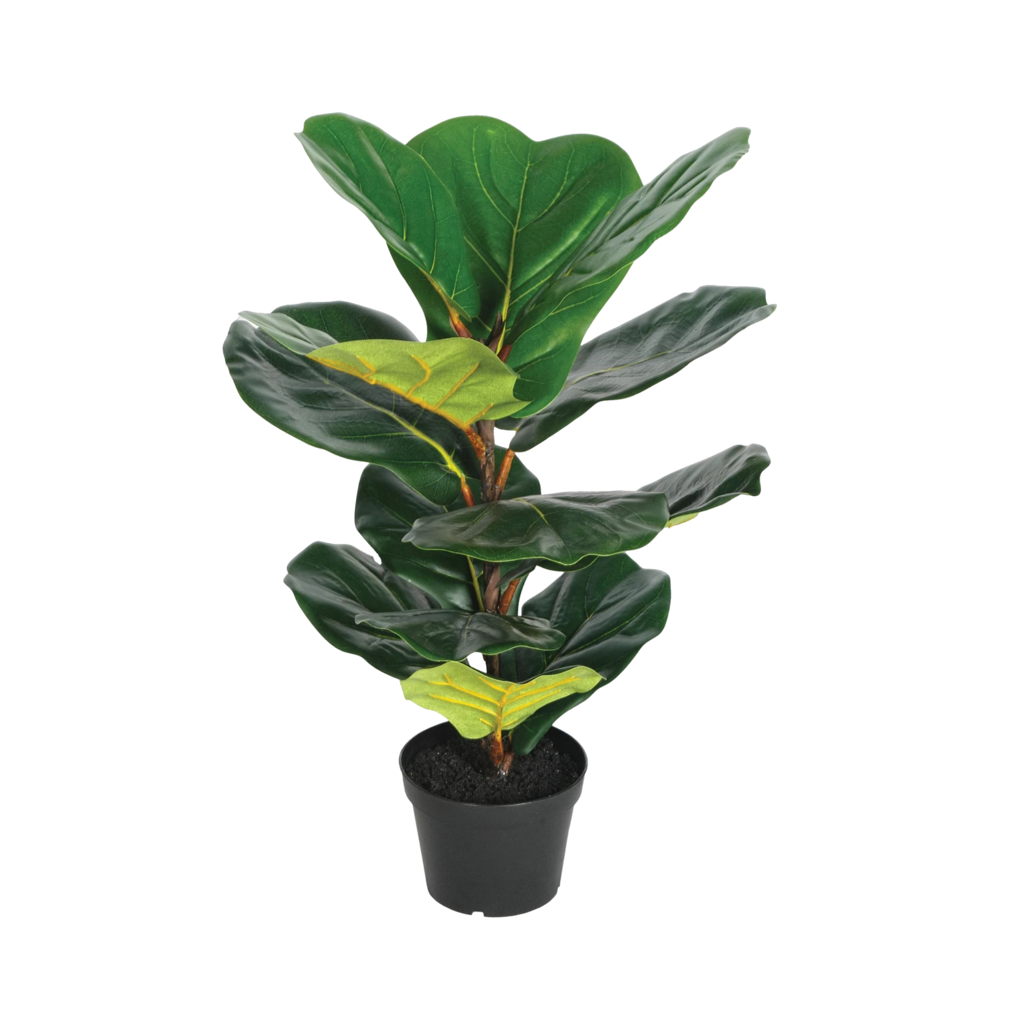 A potted fiddle leaf fig plant with large green leaves.