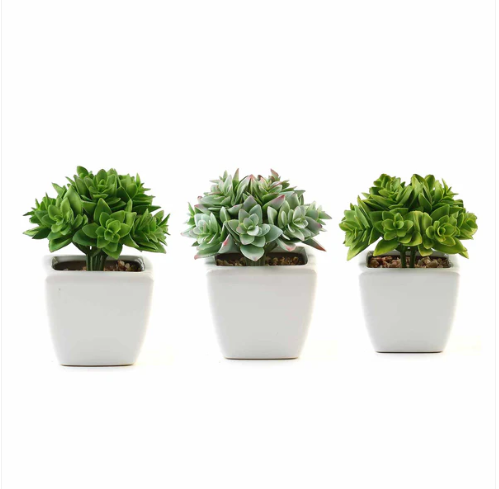 Three potted succulent plants in white square pots against a white background.