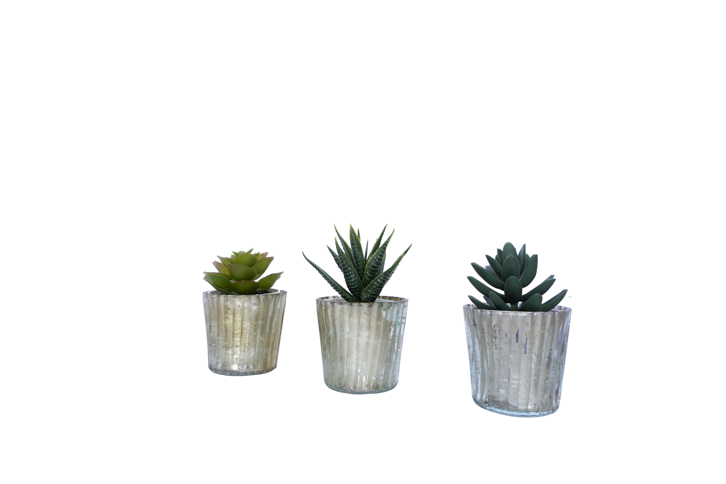 Three potted succulents in clear textured glass pots on a white surface with a black background.