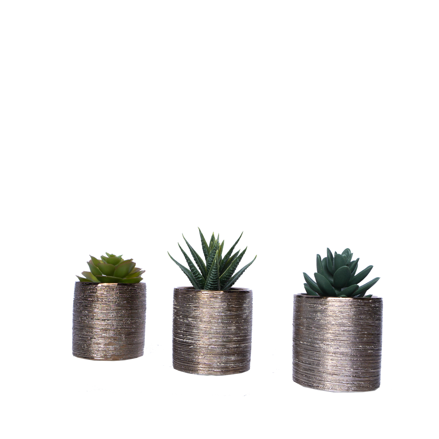 Three small potted succulents in metallic gold-textured containers, arranged in a row on a plain surface.