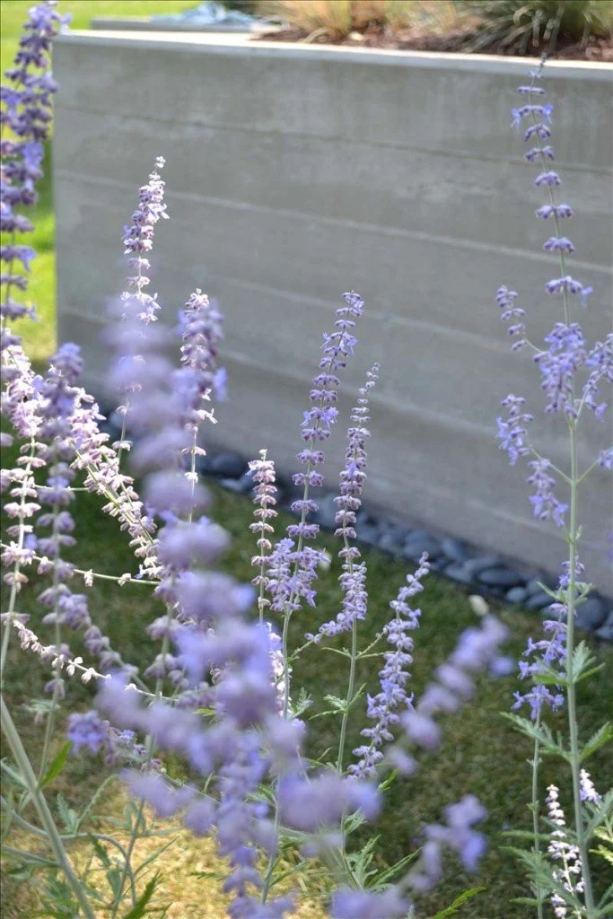 Purple lavender flowers growing in a garden with a concrete wall in the background.