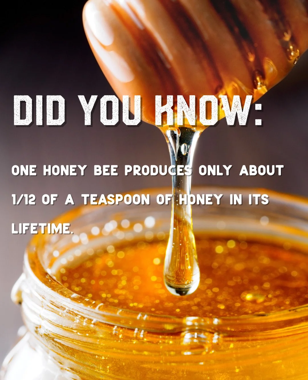 Did you know?
🐝 Pollinators support over 75% of global food crops.
🌱 Without bees, many of our favorite ingredients disappear.
🍊 Citrus, honey, corn, botanicals&mdash;all depend on pollination.

Education is where impact begins.
That&rsquo;s why V