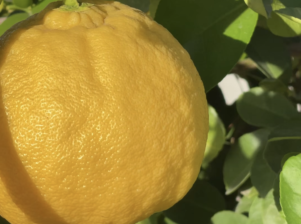 Curated Greenery at the Technique Offices