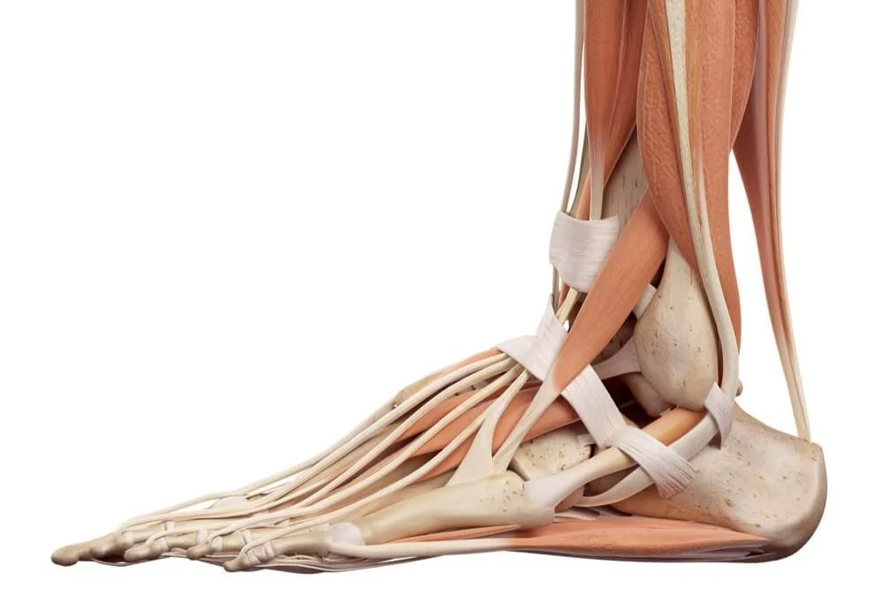 Louisville Podiatry, Psc: Nicholas Vogelsang,dpm. And Alan K Mauser,dpm