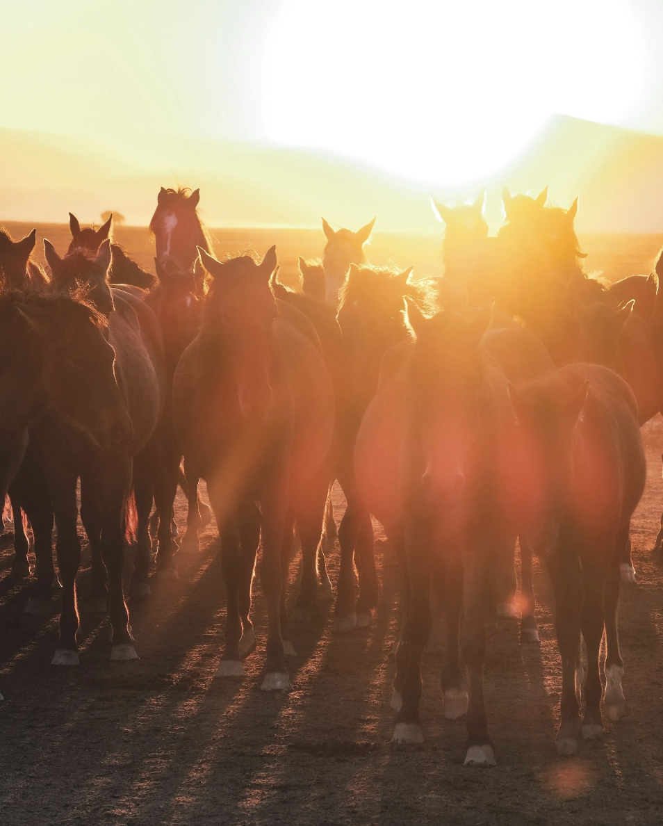 Firehorse - Constellations with Horses, A Women’s Retreat