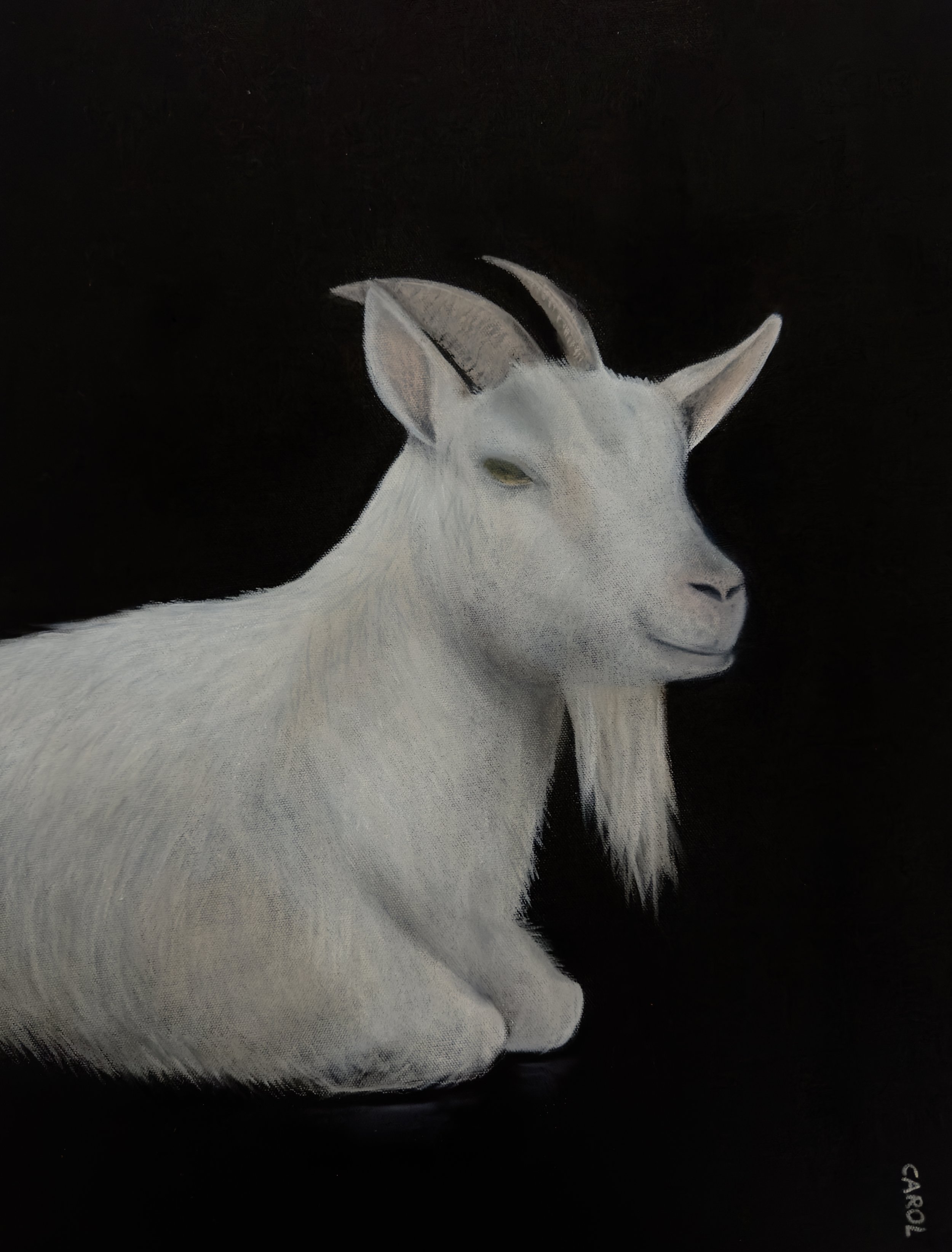 Go-T the Goat