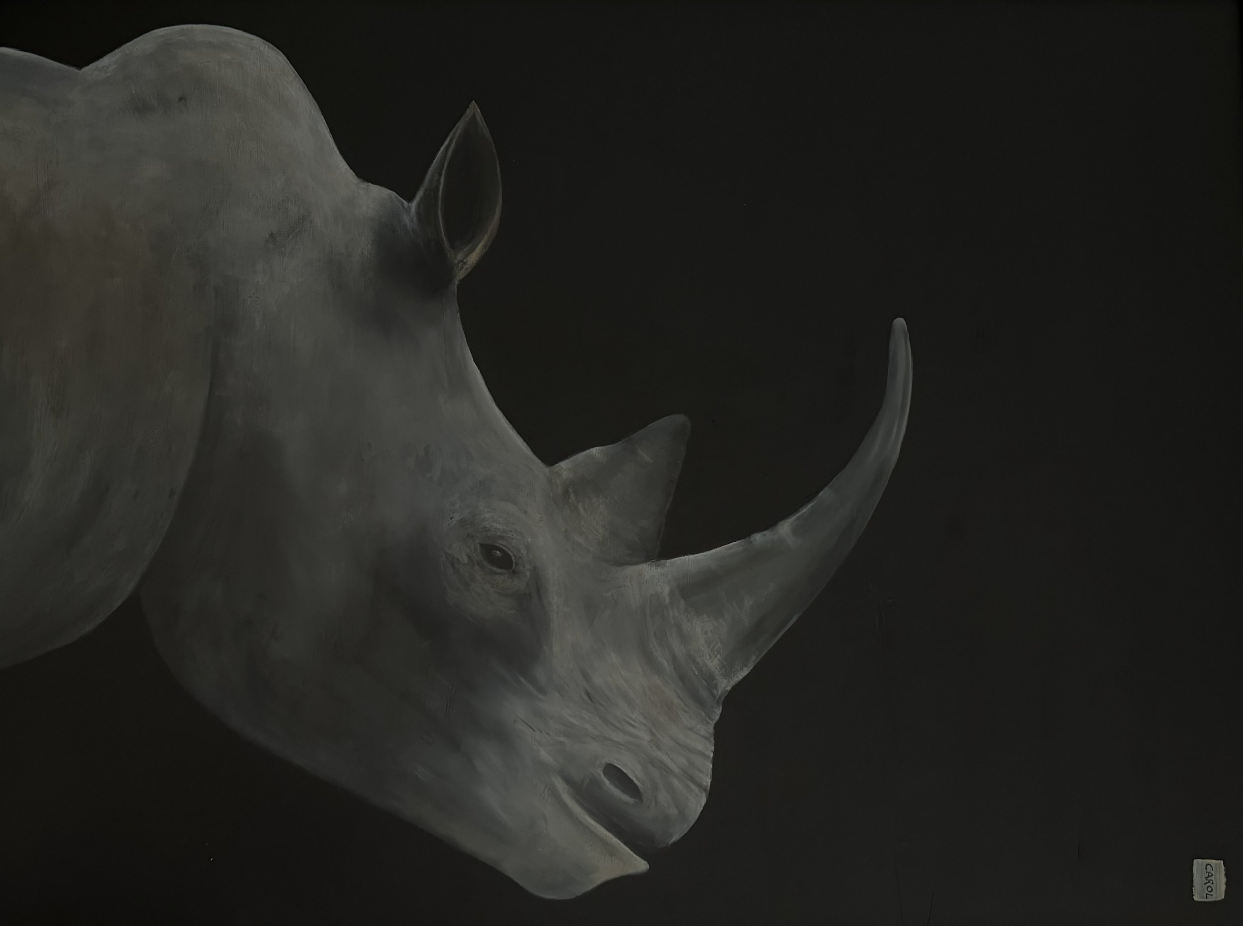 Catherine the White Rhino