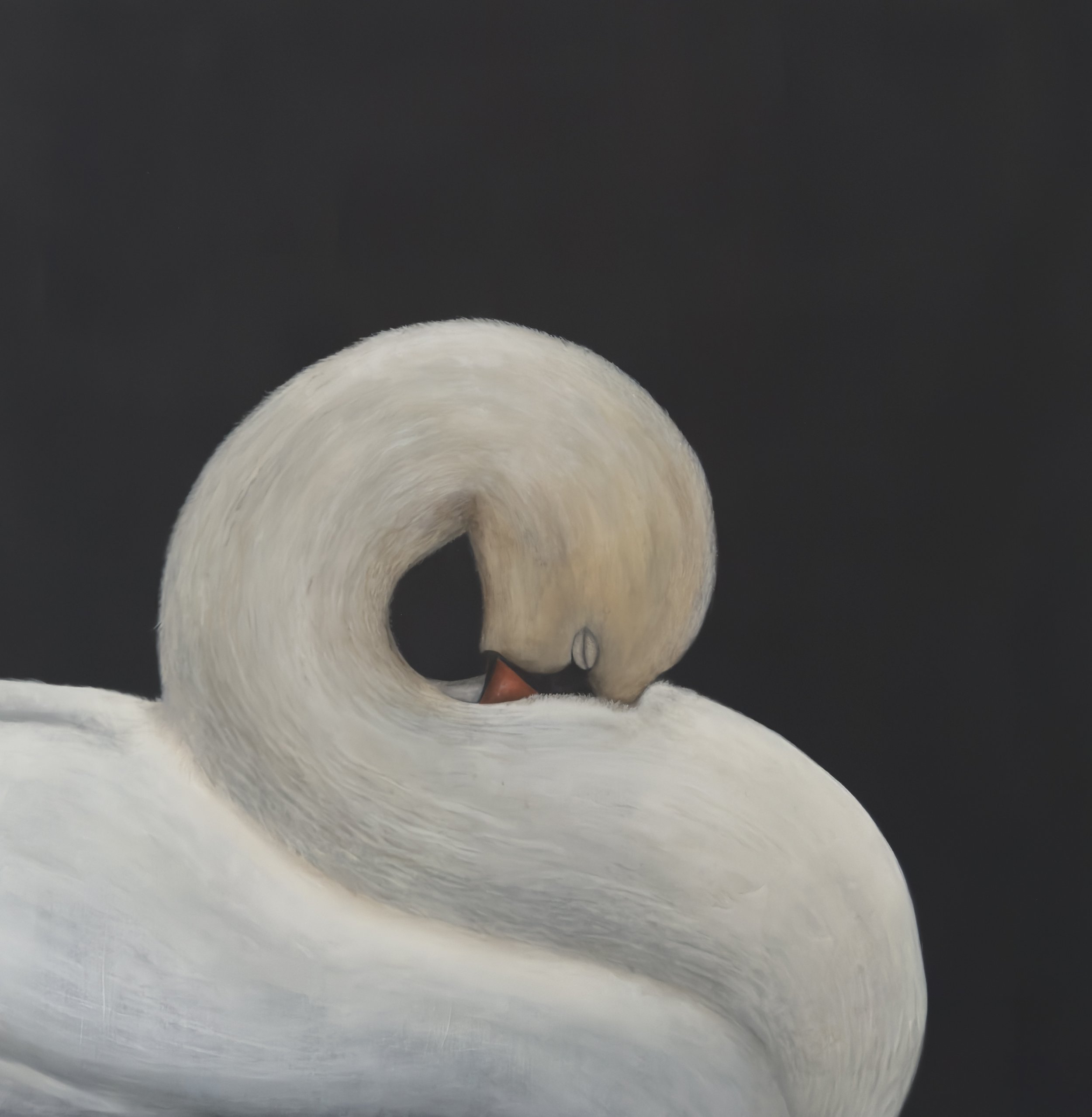 Cindy the Swan