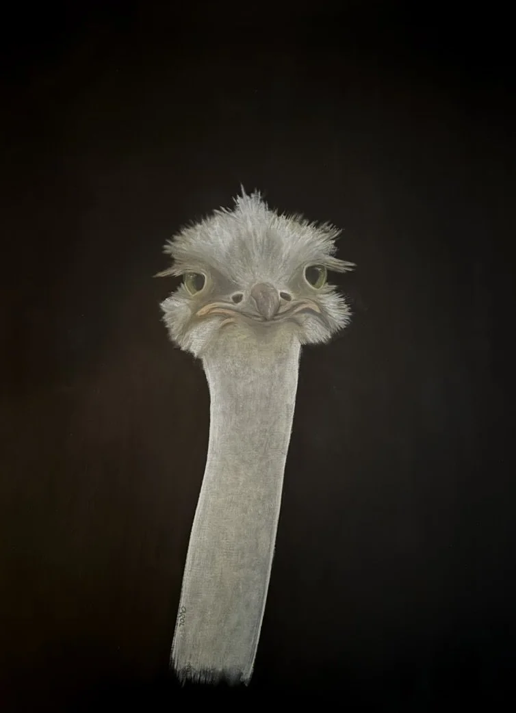 Gaga the Ostrich