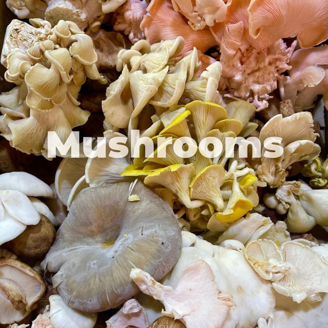 Are mushrooms a vegetable? 🍄✨

Mushrooms have no leaves, roots, or seeds and don&rsquo;t need light to grow. Hmm, that doesn&rsquo;t sound like a vegetable, and in fact, they&rsquo;re scientifically classified as fungi&hellip;..not a vegetable at al