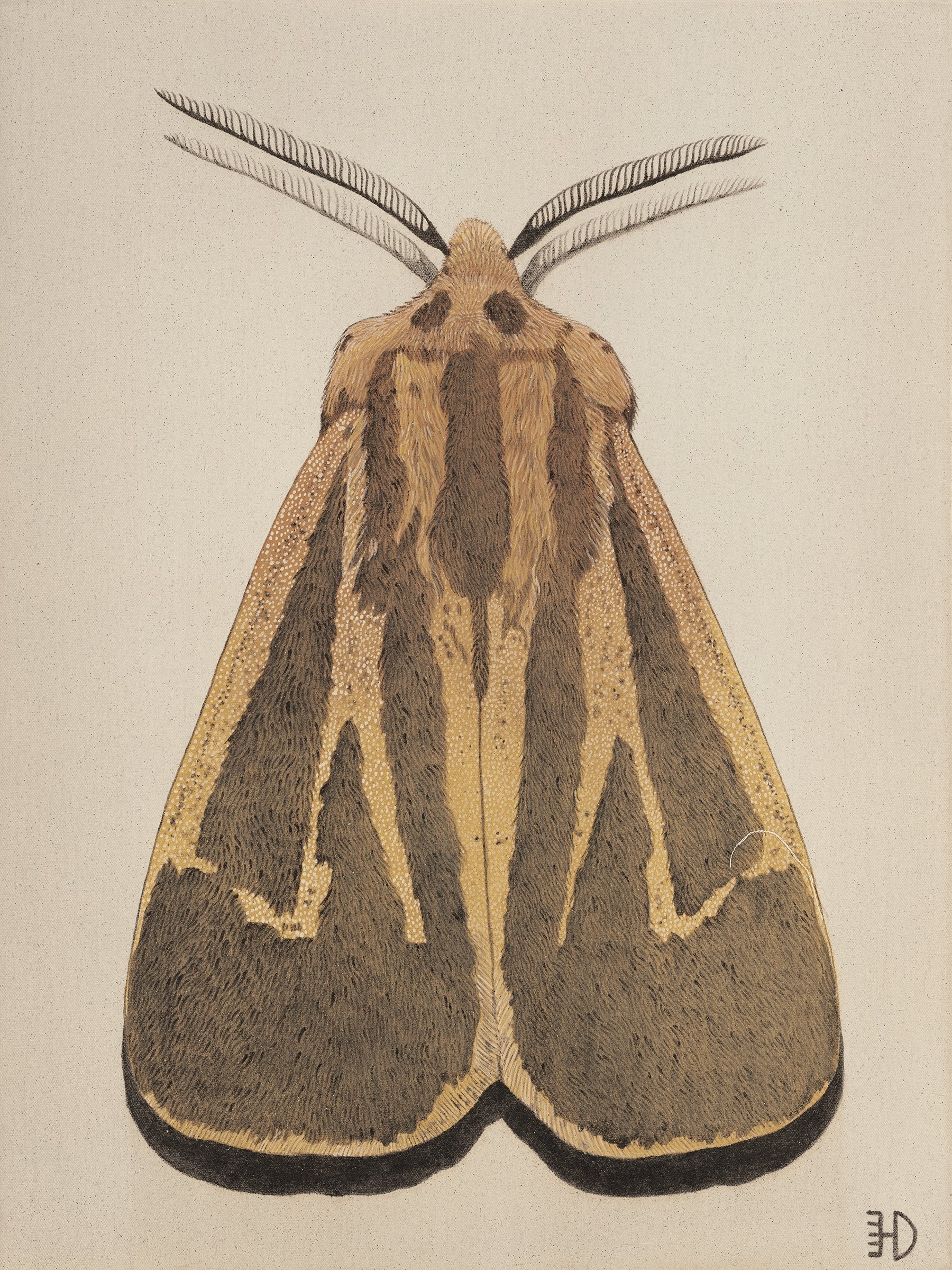 Moth II.jpeg