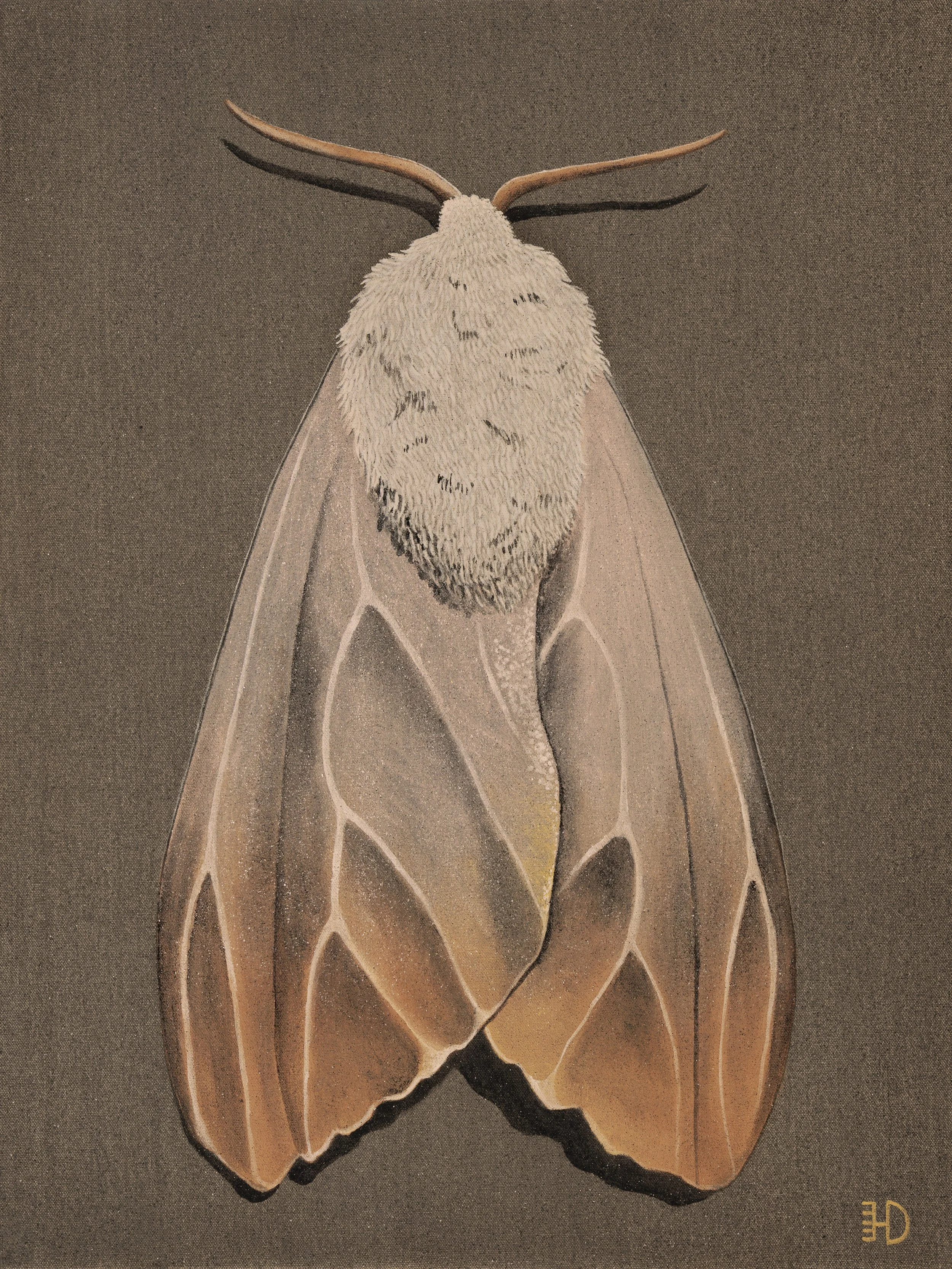 Moth I.jpeg