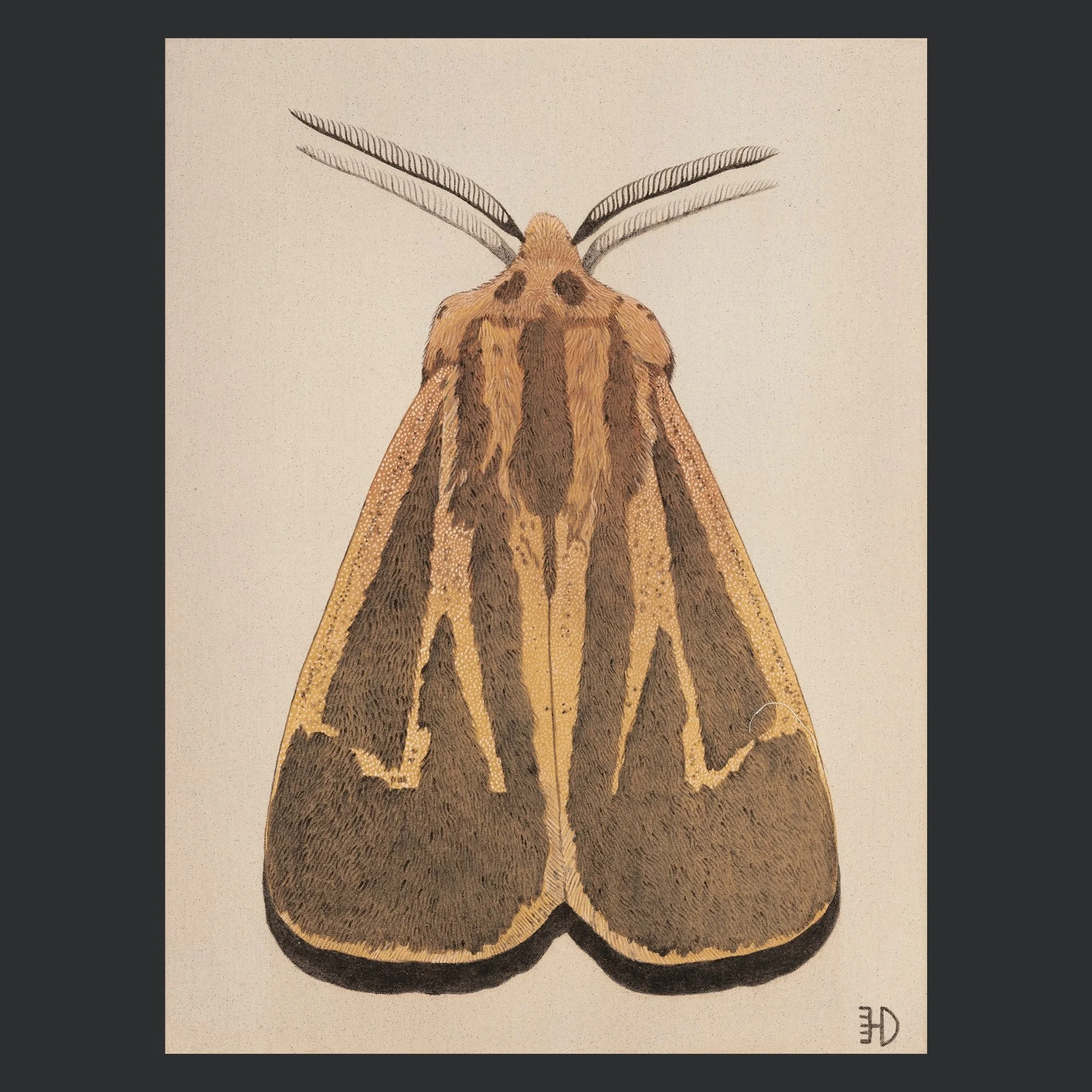 "MOTH II" ARCHIVAL PRINT ON COLD PRESS COTTON PAPER