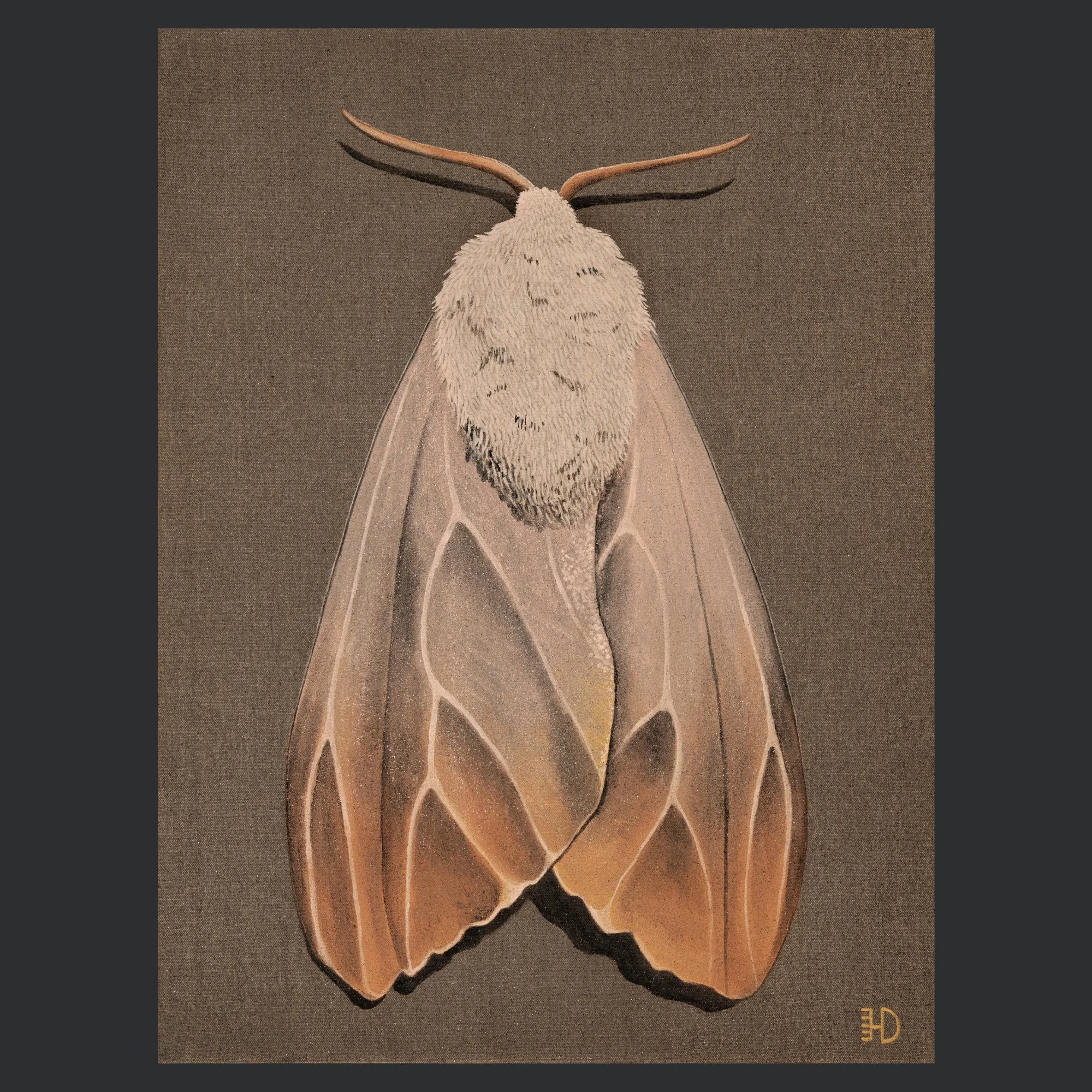 "MOTH I" ARCHIVAL PRINT ON COLD PRESS COTTON PAPER