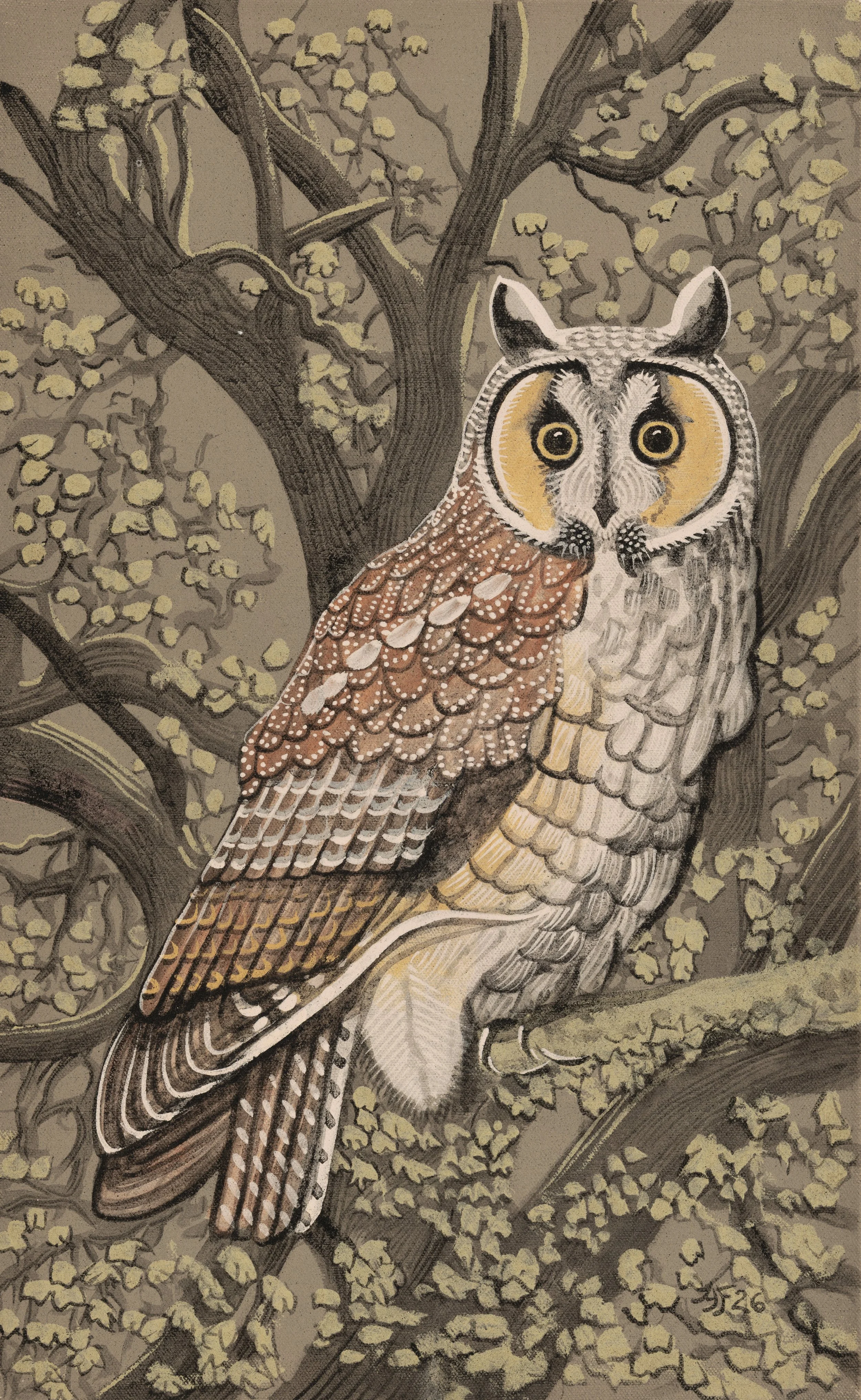 Long Eared Owl.jpeg
